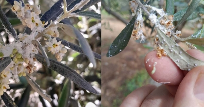 ZEYTİN ÜRETİCİLERİNE ÖNEMLİ UYARI: 