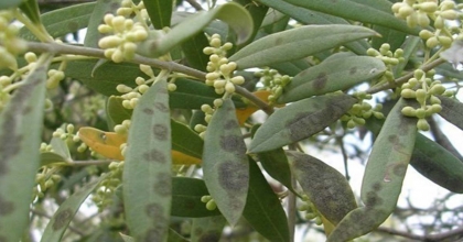 ZEYTİNDE HALKALI LEKE HASTALIĞI İLE MÜCADELE ÇAĞRISI YAPILDI  