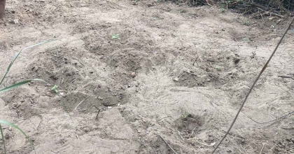 KENEVİR SULARKEN SUÇÜSTÜ YAKALANDILAR