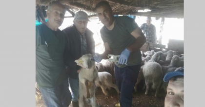 EFELER’DE KÜÇÜKBAŞ HAYVANLAR AŞILANDI   