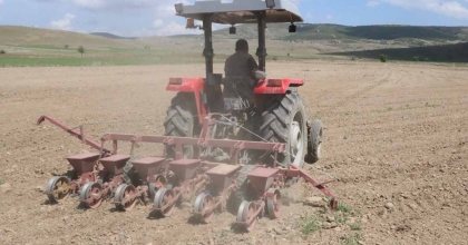 BU YIL ŞEKER PANCARINDA 170 BİN TON REKOLTE BEKLENİYOR  