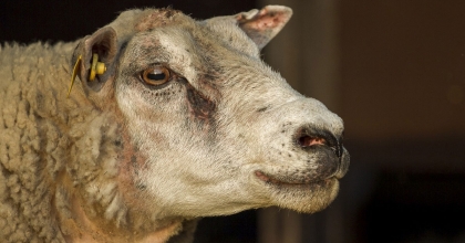 DİYANET, VEKÂLET KURBAN BEDELİNİ AÇIKLADI