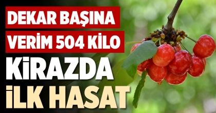 KİRAZDA İLK HASAT
