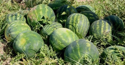 BU TEKNİKLERLE KARPUZ ASLA KELEK ÇIKMIYOR