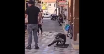 YASAKLI IRK KÖPEK KEDİYİ ÖLDÜRDÜ, SAHİBİ GÖZALTINA ALINDI    