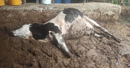 3 BÜYÜKBAŞ HAYVAN ELEKTRİK AKIMINA KAPILDI