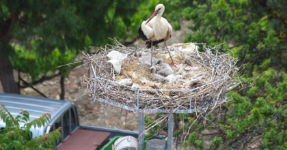 41 YIL SONRA GELEN LEYLEK YAVRUSU SEVİNCİ  