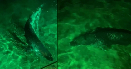 AKDENİZ FOKU GECE KULÜBÜ İSKELESİNDE GÖRÜNTÜLENDİ