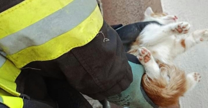 DUVAR ARASINA SIKIŞAN KEDİYİ İTFAİYE KURTARDI 