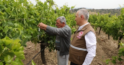 İSTİLACI KOKARCAYA KARŞI ‘SAMURAY ARICIĞI’ SALIMI YAPILDI