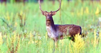 MİLLİ PARKI’NA BIRAKILAN ALAGEYİKLERİN SAYISI 74’E ULAŞTI   