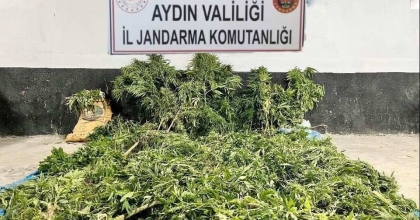 EKTİKLERİ KENEVİRLERİ SULARLARKEN YAKALANDILAR   