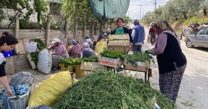 ASMA YAPRAĞINDAN 500 BİN DOLAR İHRACAT GELİRİ 