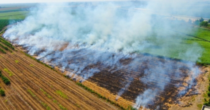 AYDIN’DA ANIZ YAKIMI YASAKLANDI   