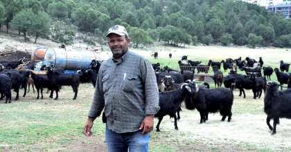 MUĞLA'DA KURBAN BAYRAMI ÖNCESİ ÇOBANLARIN MESAİSİ YOĞUNLAŞTI  