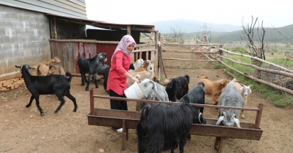 MUĞLA BÜYÜKŞEHİR ‘KIL KEÇİSİ PROJESİ’ MEYVELERİNİ VERMEYE BAŞLADI  