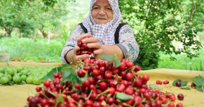AYDIN'DA ERKENCİ KİRAZDA HASAT BAŞLADI   