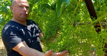 SULTANİYE ÜZÜMÜNÜN KALİTESİ YÜZLERİ GÜLDÜRDÜ