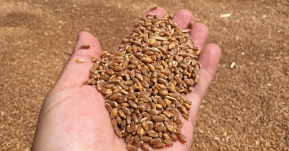 AYDIN’DA BUĞDAY ALIM FİYATI AÇIKLANDI   