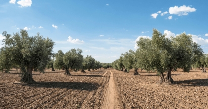 ÜRETİCİLERE ZEYTİN GÜVESİ UYARISI  