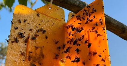 NAZİLLİLİ ÜRETİCİLERE 'KESTANE GAL ARISI' UYARISI  