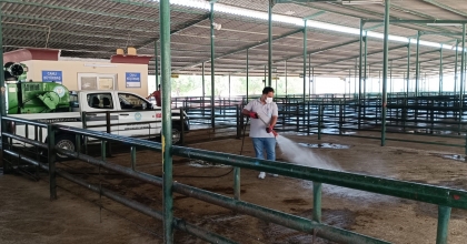 MANİSA CANLI HAYVAN BORSASI 2024 KURBAN BAYRAMI’NA HAZIR  