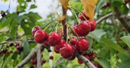 AVRA KİRAZI'NIN KRALİYET SOFRALARINA YOLCULUĞU BAŞLADI 