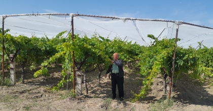 ÜZÜM BAĞLARINDA DOLU TÜL YAYGINLAŞIYOR  
