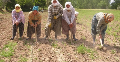 AYDIN’DA PAMUK ÇAPALAMA YEVMİYELERİ BELİRLENDİ   