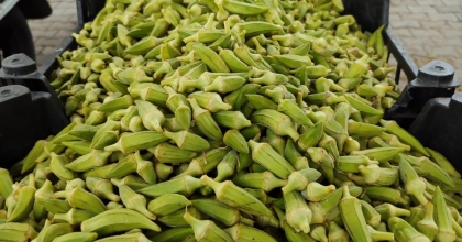 FİYATI ALTINLA YARIŞAN BAMYA, ÜRETİCİNİN YÜZÜNÜ GÜLDÜRÜYOR   