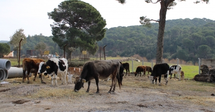 SÖKE’DE PAMUK TARLALARI YANINDA HAYVAN OTLATMAK YASAK