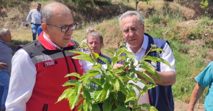 AYDIN'DAN 2023 YILINDA 2 BİN 240 TON KESTANE İHRAÇ EDİLDİ  