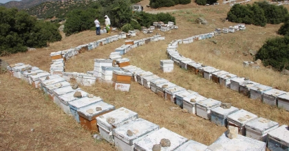 AYDINLI ARICI GÖKOĞLU: 