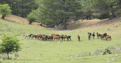 BİR ASIR ÖNCE SALIVERİLEN ATLAR MİLLİ PARKI RENKLENDİRDİ  