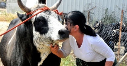 BOĞA SEVGİSİ GÖRENLERİ ŞAŞIRTIYOR 