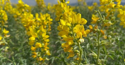 BU ÇİÇEĞİ KOPARMANIN CEZASI 387 BİN 141 TL  