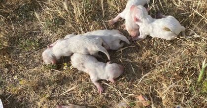 ÇÖP KONTEYNERİNE ATILAN ÇUVALDAN 6 KÖPEK YAVRUSU ÇIKTI
