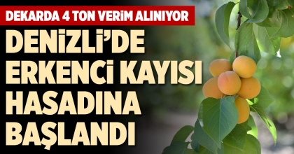 DENİZLİ’DE ERKENCİ KAYISI HASADINA BAŞLANDI