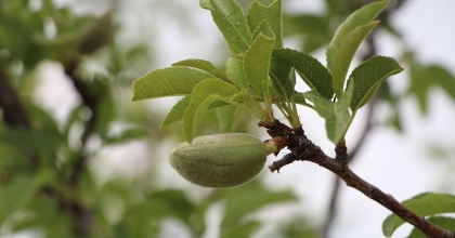 DENİZLİ’YE ZİRAİ DON UYARISI