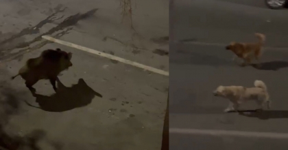 DOMUZDAN KÖPEKLERE GÖZDAĞI  