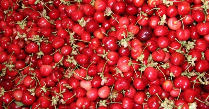 DÜNYA ÜLKELERİ MANİSA KİRAZINI TERCİH EDİYOR