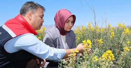 EBER SARISI’NIN KORUNMASI İÇİN ÇALIŞMALAR SÜRÜYOR  