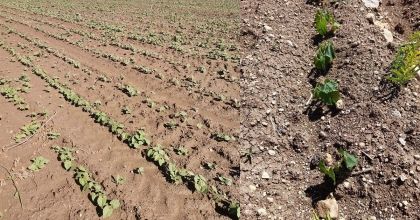 FASULYE FİDANLARINI DON VURDU  