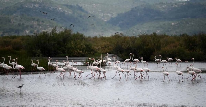 FLAMİNGOLARDAN GÖRSEL ŞÖLEN  