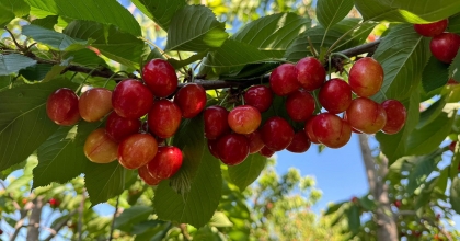 HONAZ HASADA HAZIRLANIYOR