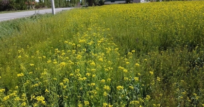 İLK DEFA EKİLEN ‘LENOX’ BOY VERDİ  