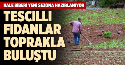 KALE BİBERİ YENİ SEZONA HAZIRLANIYOR