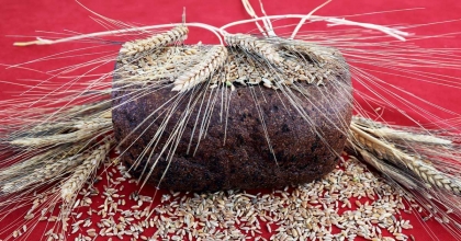 KARAKILÇIK BUĞDAYININ İLK HASADI YAPILDI