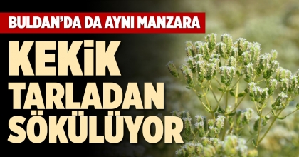 KEKİK TARLADAN SÖKÜLÜYOR