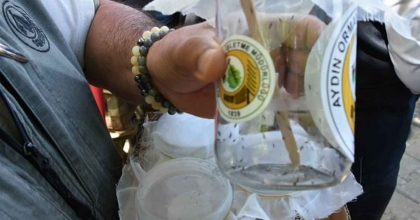 KESTANE GAL ARISI HASTALIĞI İÇİN AVCI BÖCEKLER SALINDI  